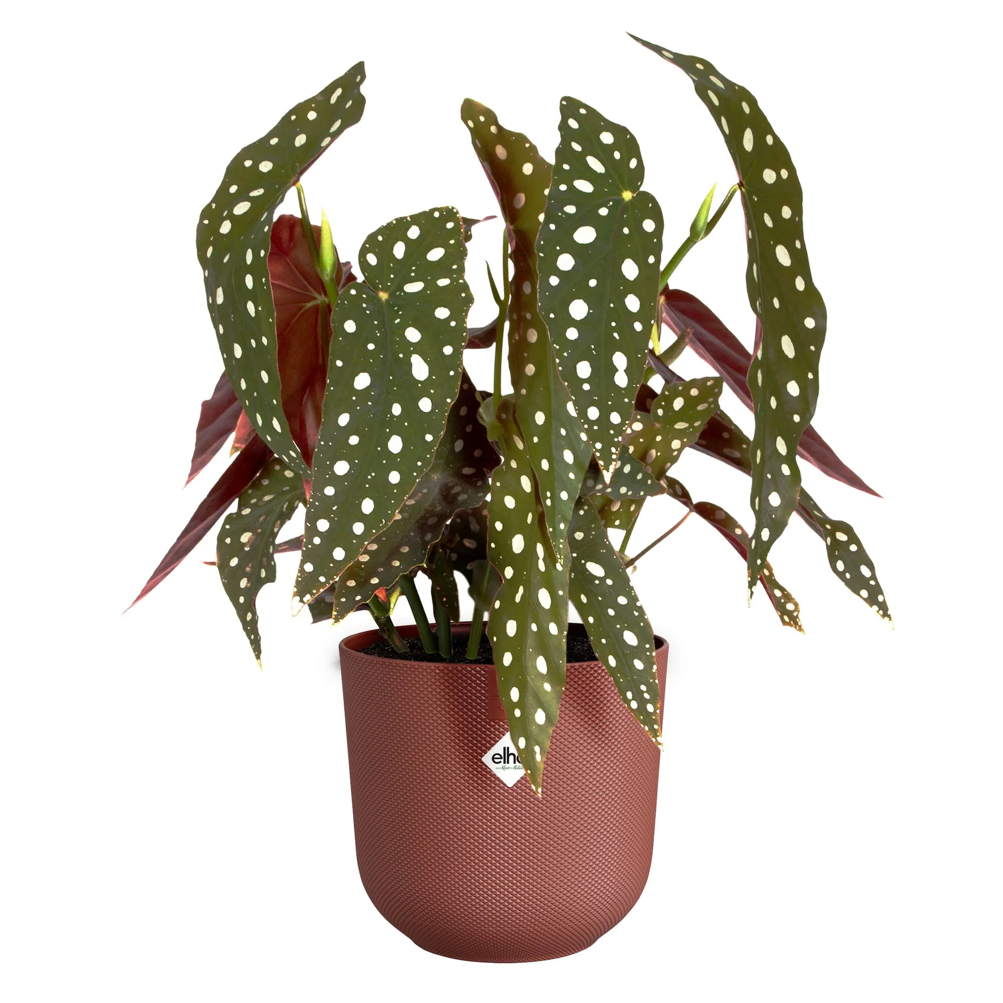 Image du produit 6